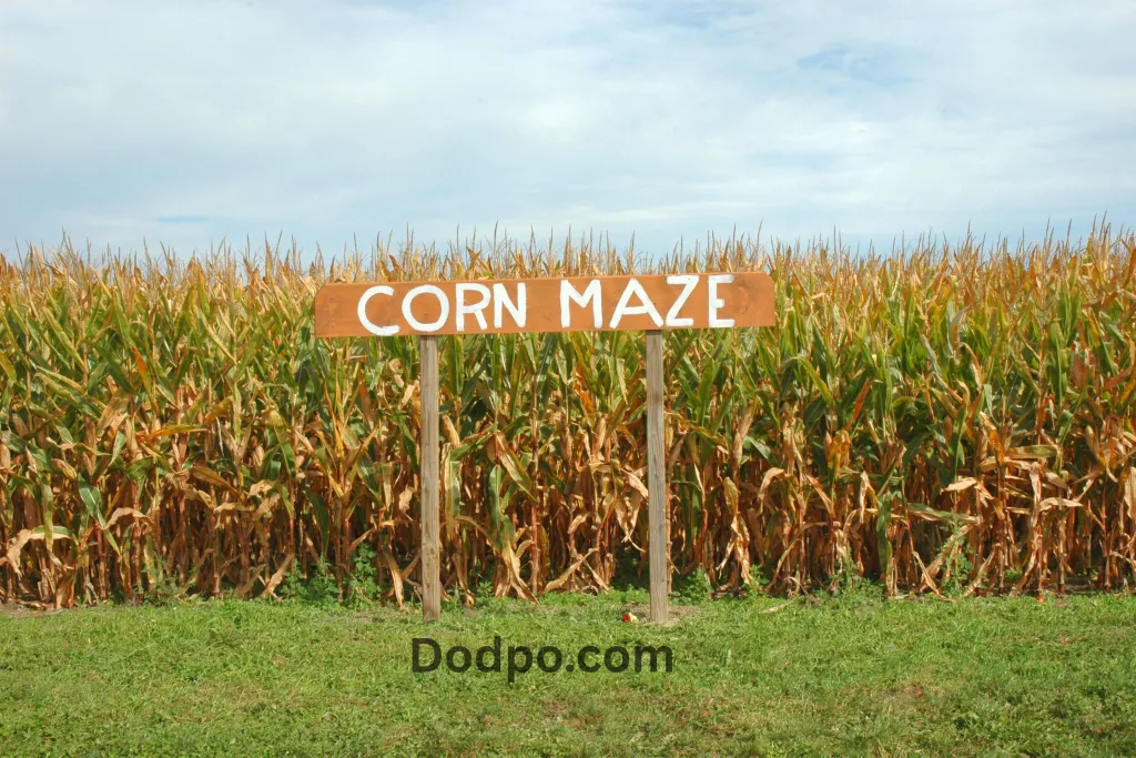 Haunted Corn Maze or Hayride