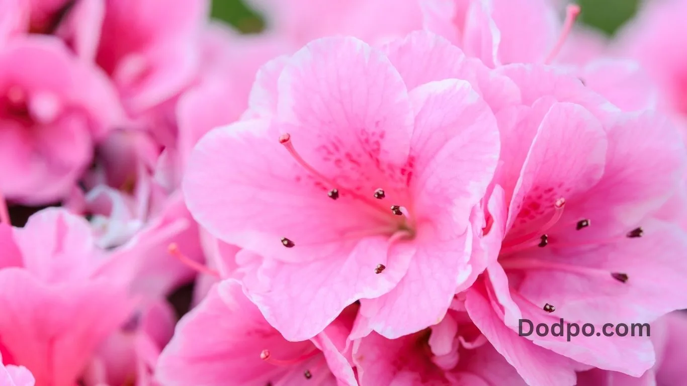 Pretty-in-Pink: Flowers Wedding Bouquet Ideas for Pink Lovers