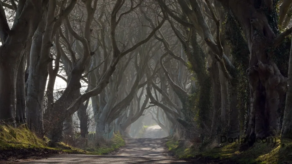 Haunted Path or Outdoor Setup